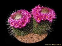 Mammillaria spinosissima cv. 1624